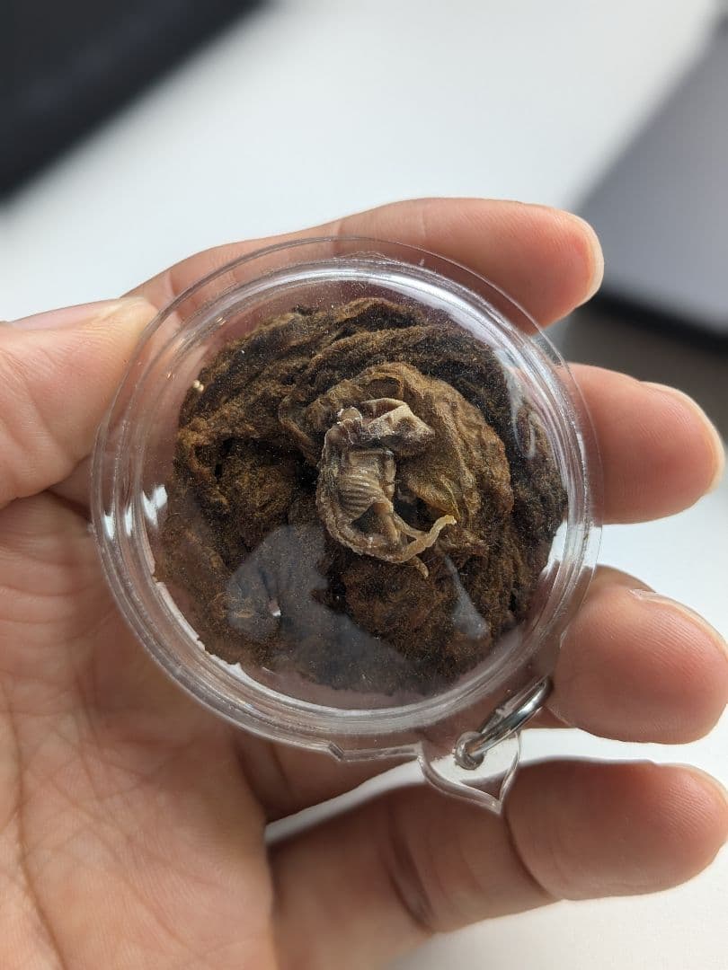 マジモノ…】動物の〇ちゃんを素材としたプラクルアン？呪物？すごい金