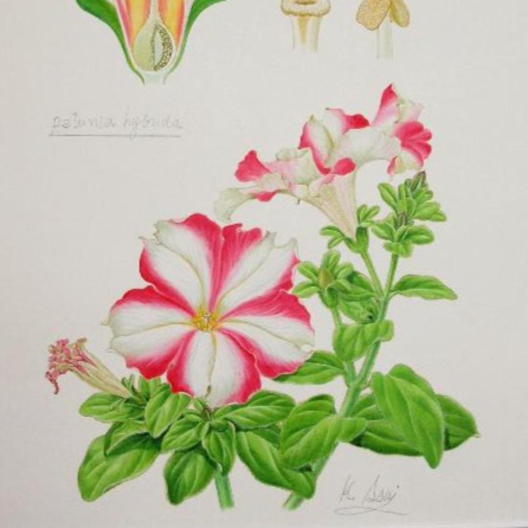 【絵画】ボタニカルアート　「ペチュニア」原画