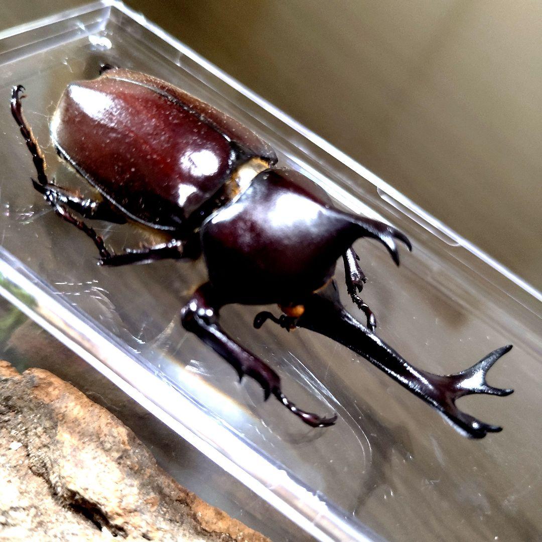 野生極美特大超巨大頭角19.7mm体長80mmぐらい黒ブラックカブトムシ昆虫