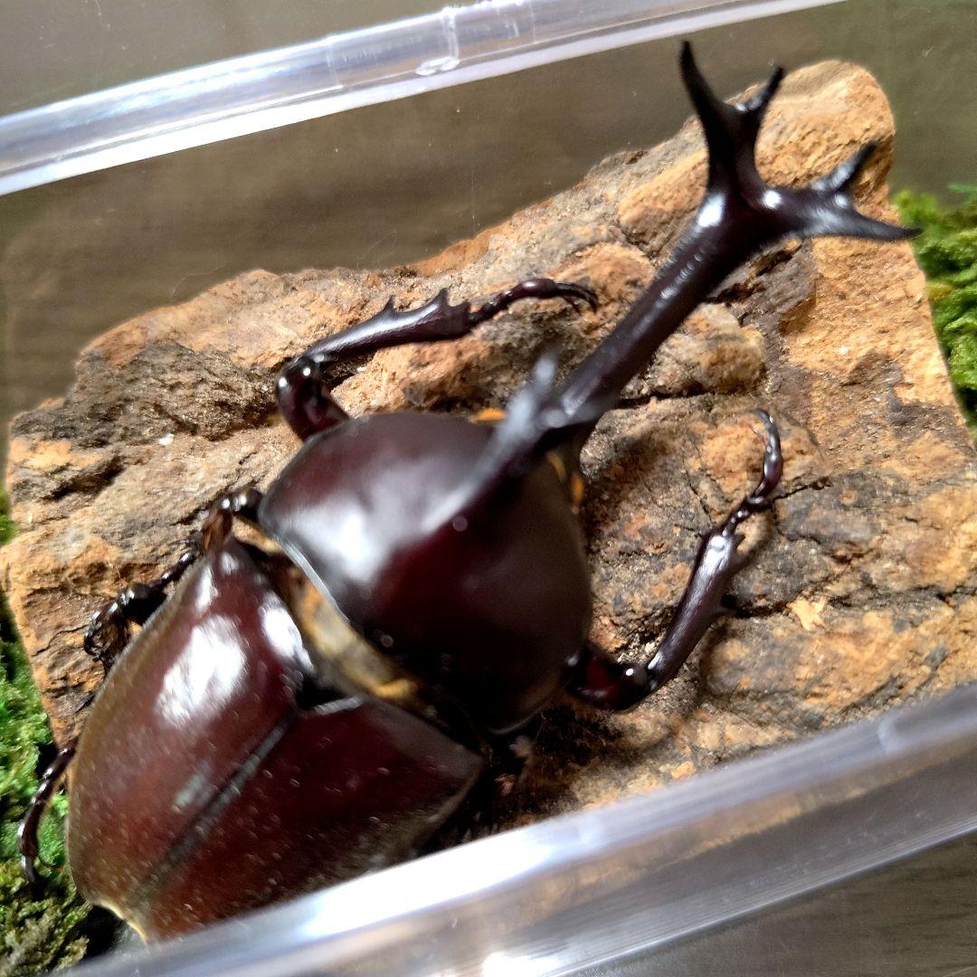 野生極美特大超巨大頭角19.7mm体長80mmぐらい黒ブラックカブトムシ昆虫