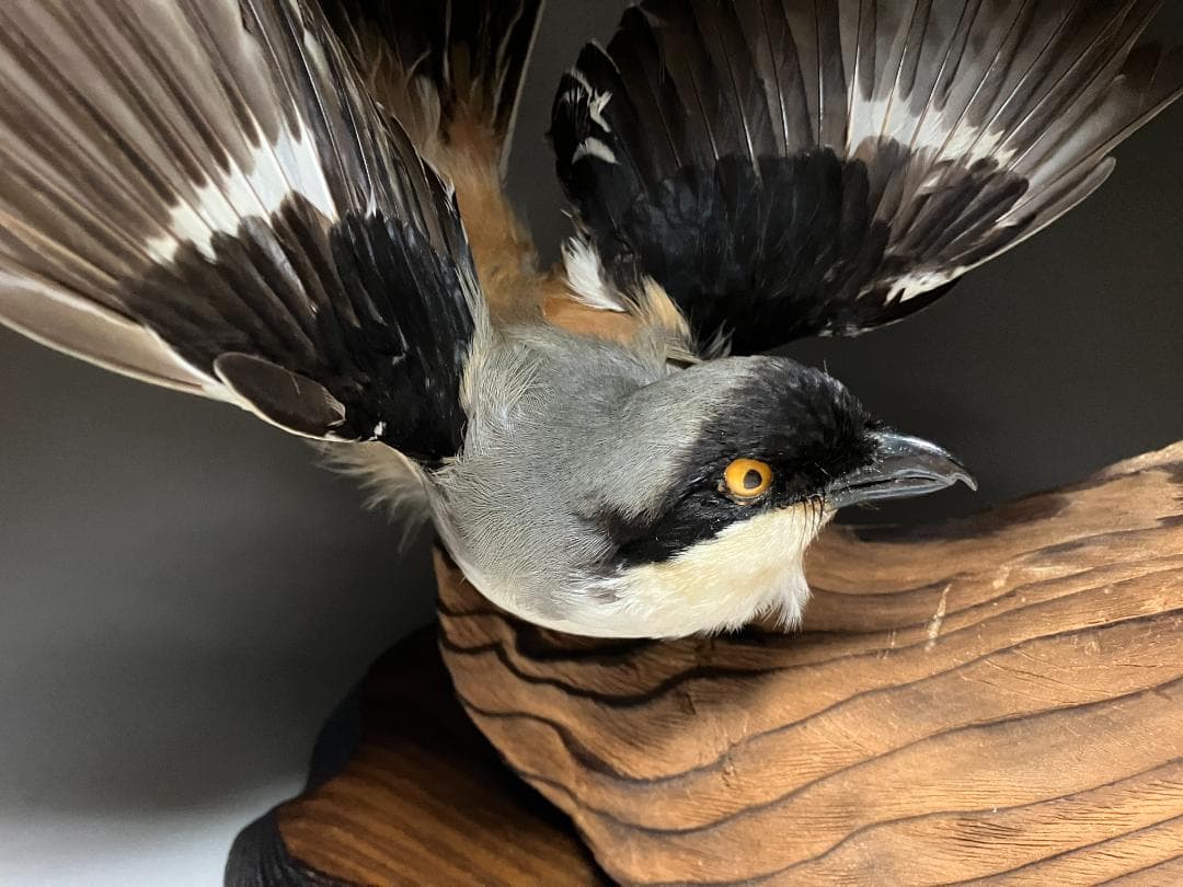 もずの剥製：種の保存法に該当しない鳥