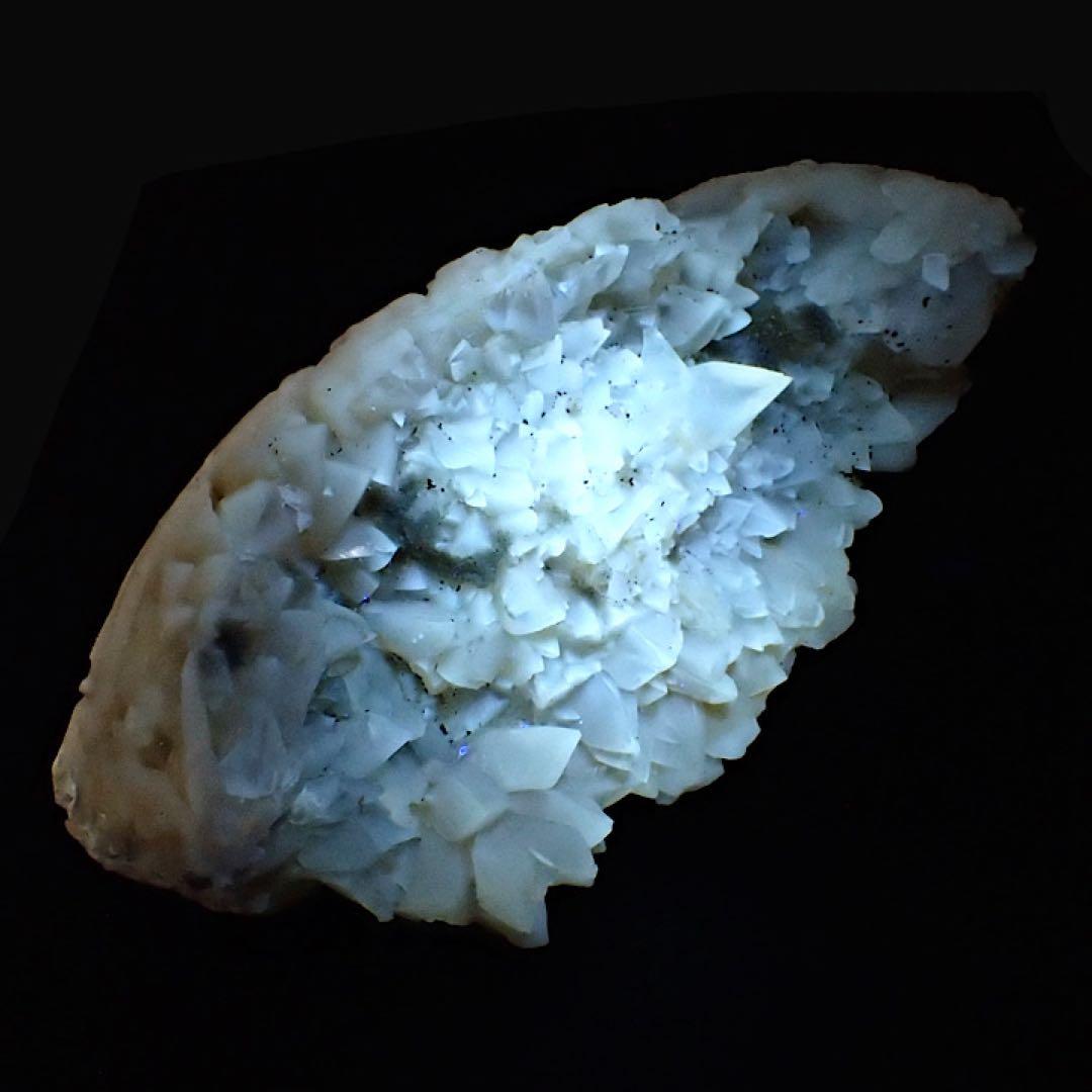 アメリカ/フロリダ産】カルサイト(方解石)inハマグリ化石