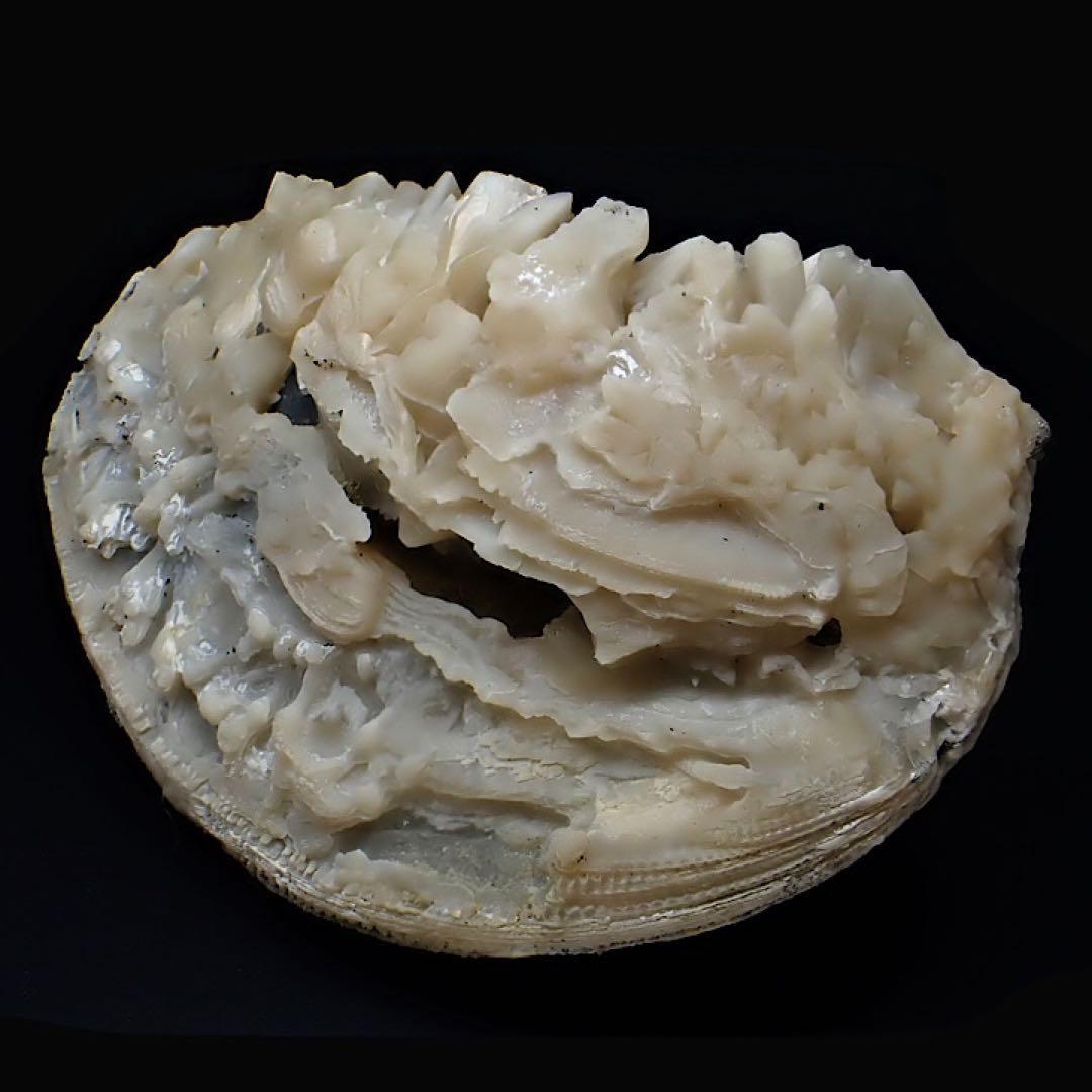 方解石（貝殻） Calcite 鉱物たちの庭 【アメリカ/フロリダ産】カル