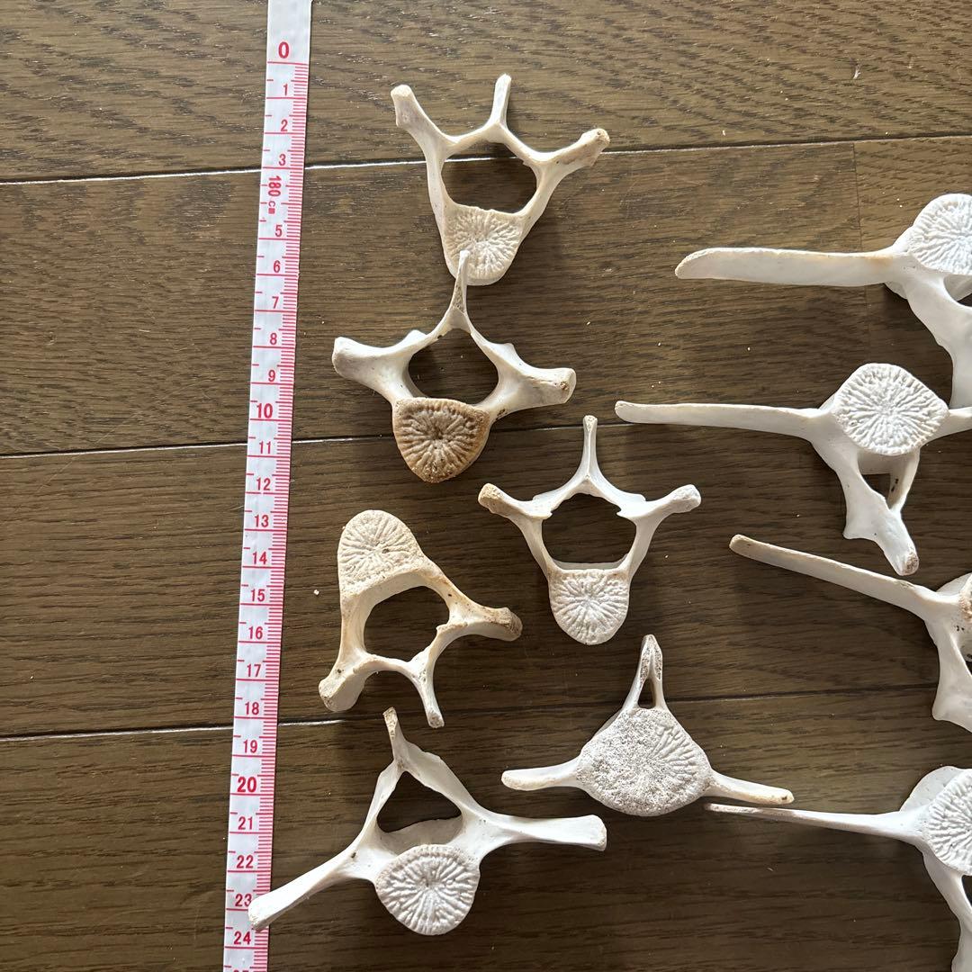 【希少】値下げ！イルカ　スナメリ10本セット　背骨　椎骨　標本　骨格標本