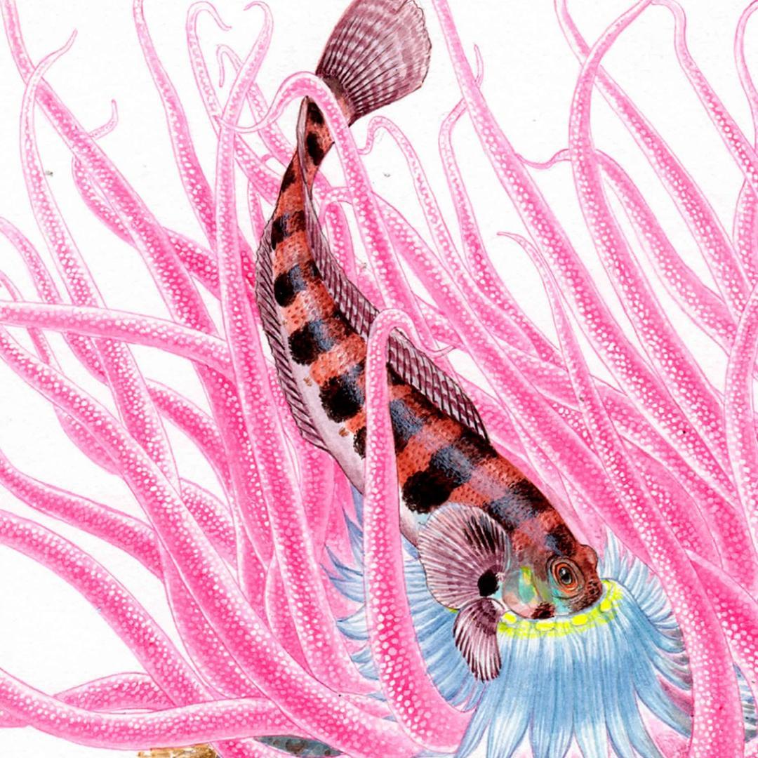 【絵画】ネイチャーアート「砂イソギンチャクとクラカケトラギス」原画