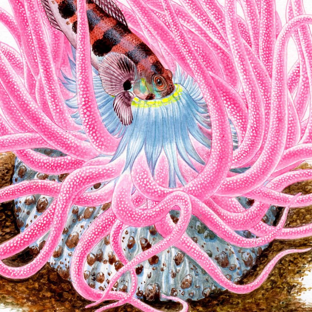 【絵画】ネイチャーアート「砂イソギンチャクとクラカケトラギス」原画