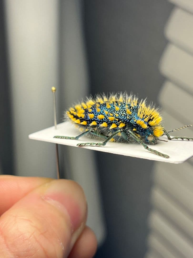 極美展足】ムラサキケブカフトタマムシ スハンダエ プラチナコガネ