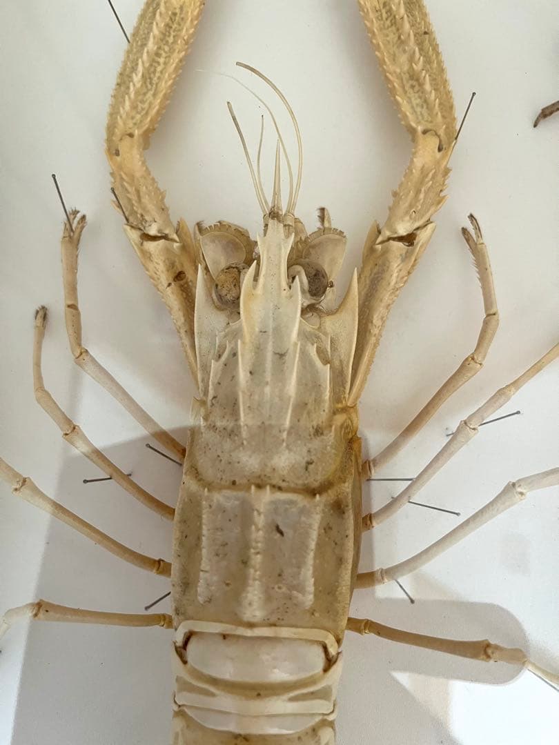 大アカザエビ ウチダザリガニ 標本3体 ドイツ箱入り