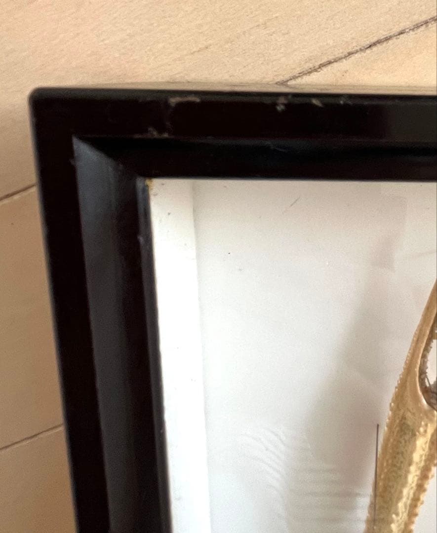 大アカザエビ ウチダザリガニ 標本3体 ドイツ箱入り