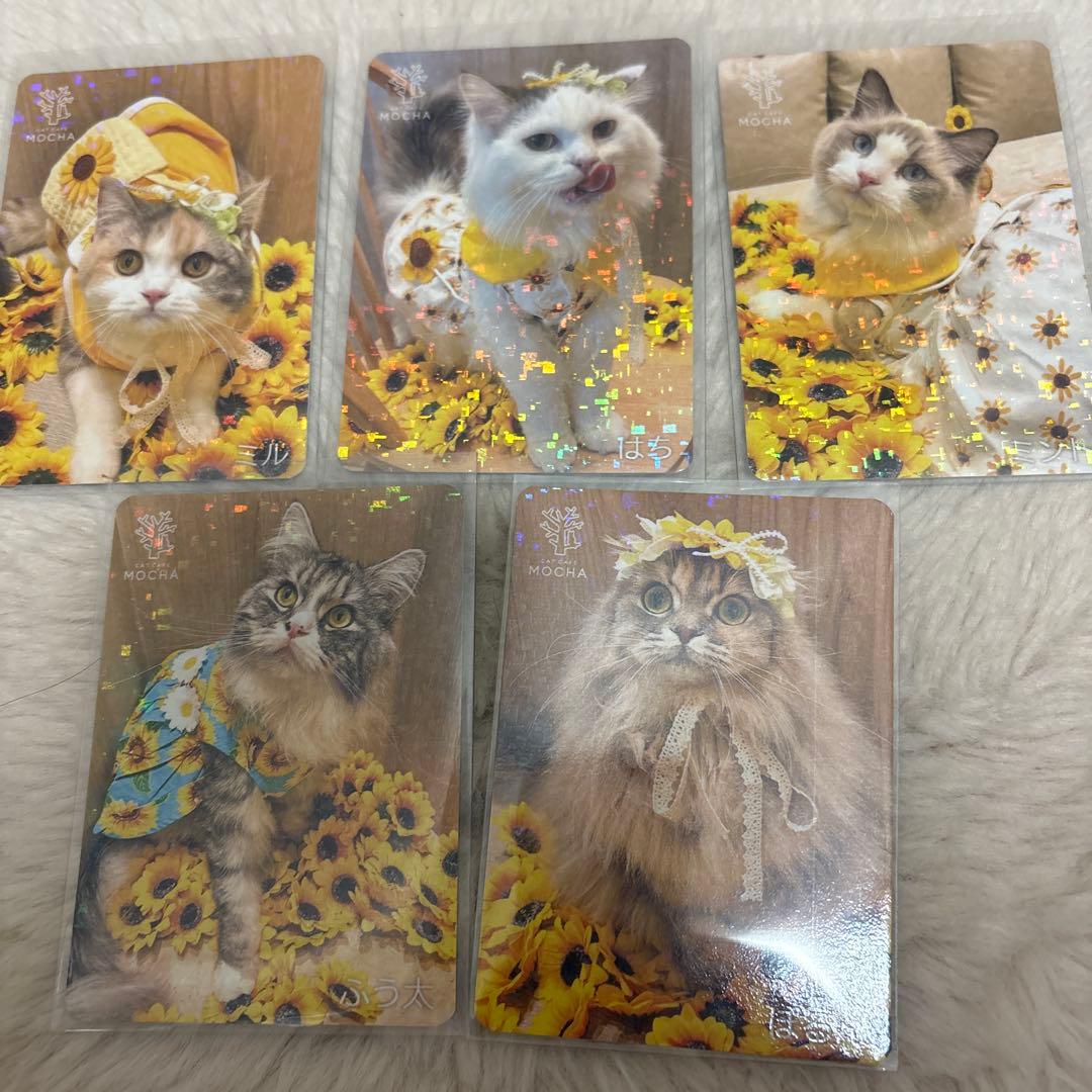 【猫カフェMOCHA 】イオンモール羽生店 2025年 夏Summer トレカ