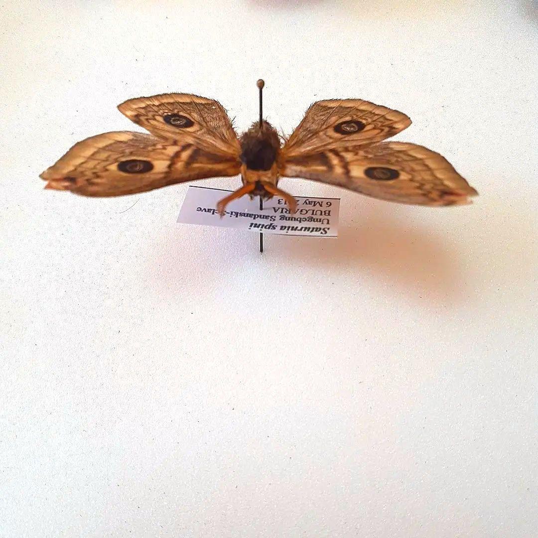 外国産蛾標本 クジャクヤママユ spini 蝶標本 貴重な野外品 外国産蛾