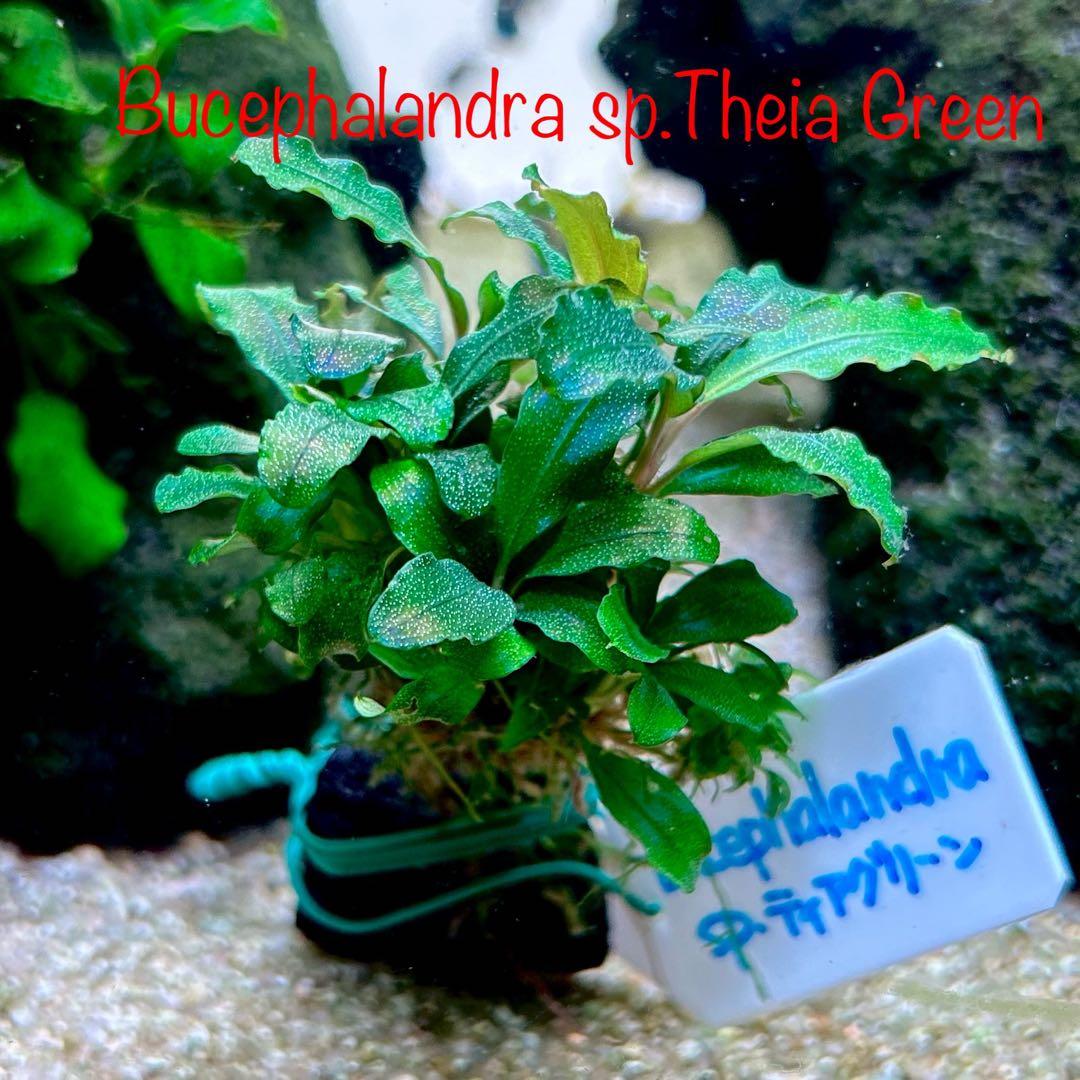 専用】ブセファランドラ sp. ティアグリーン ブセ 水中葉 ラメ 群生 大