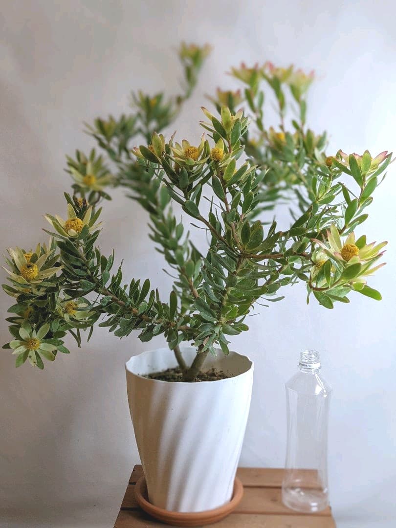 銅製 印章 九龍玉璽 書道具 文房具 現代工芸品 美術品 置物