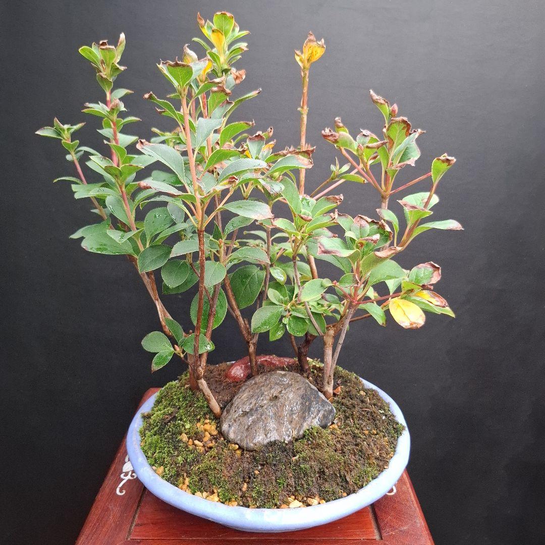 厚岸（あっけし) シングルモルト カムイチェップ（Kamuycep） 2024 53