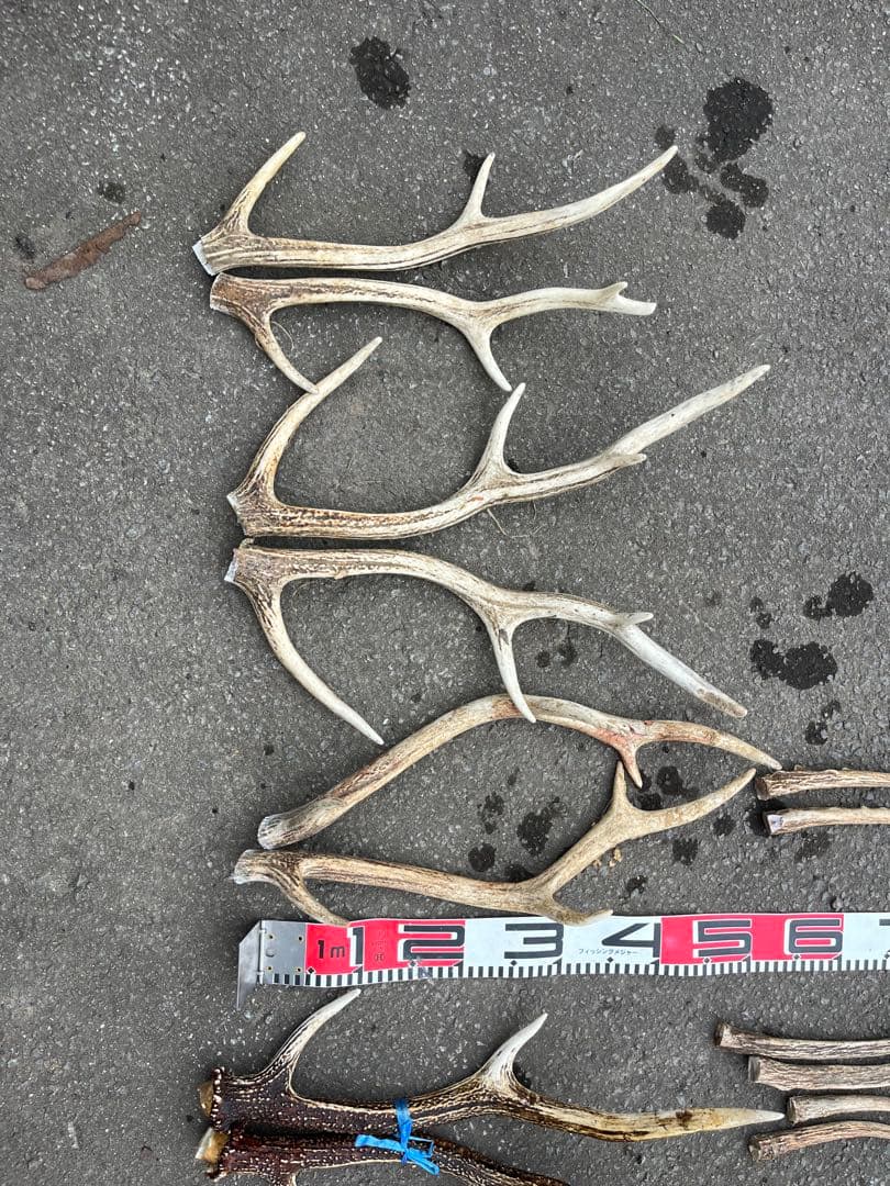 エゾシカのツノ　２