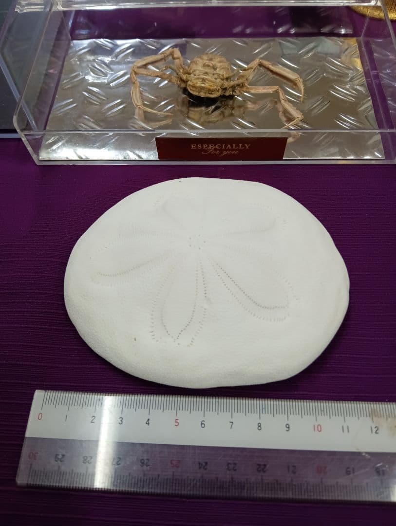 四国太平洋高知県産稀少平家蟹（蜘蛛蟹）サムライ蟹＆タコノマクラ