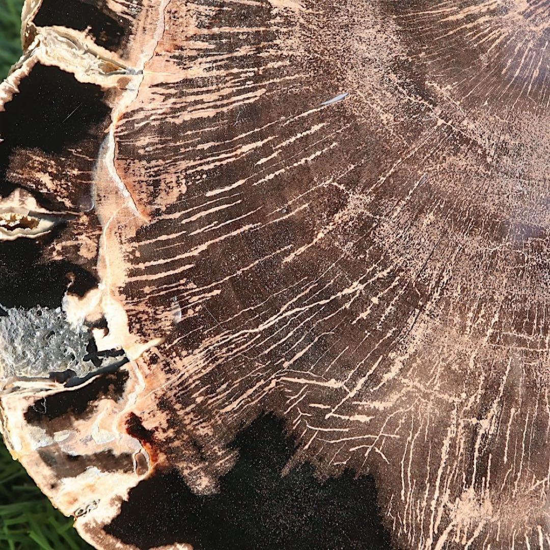 特特特大！珪化木 ペトリファイドウッド 1433g PFW029 原石 天然石