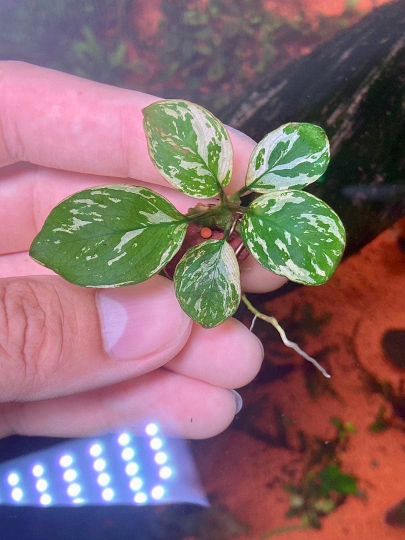 専用　アヌビアスナナ　斑入りキング　6株 専用 アヌビアスナナ 斑入りキング 6株の通販はau PAY マーケット