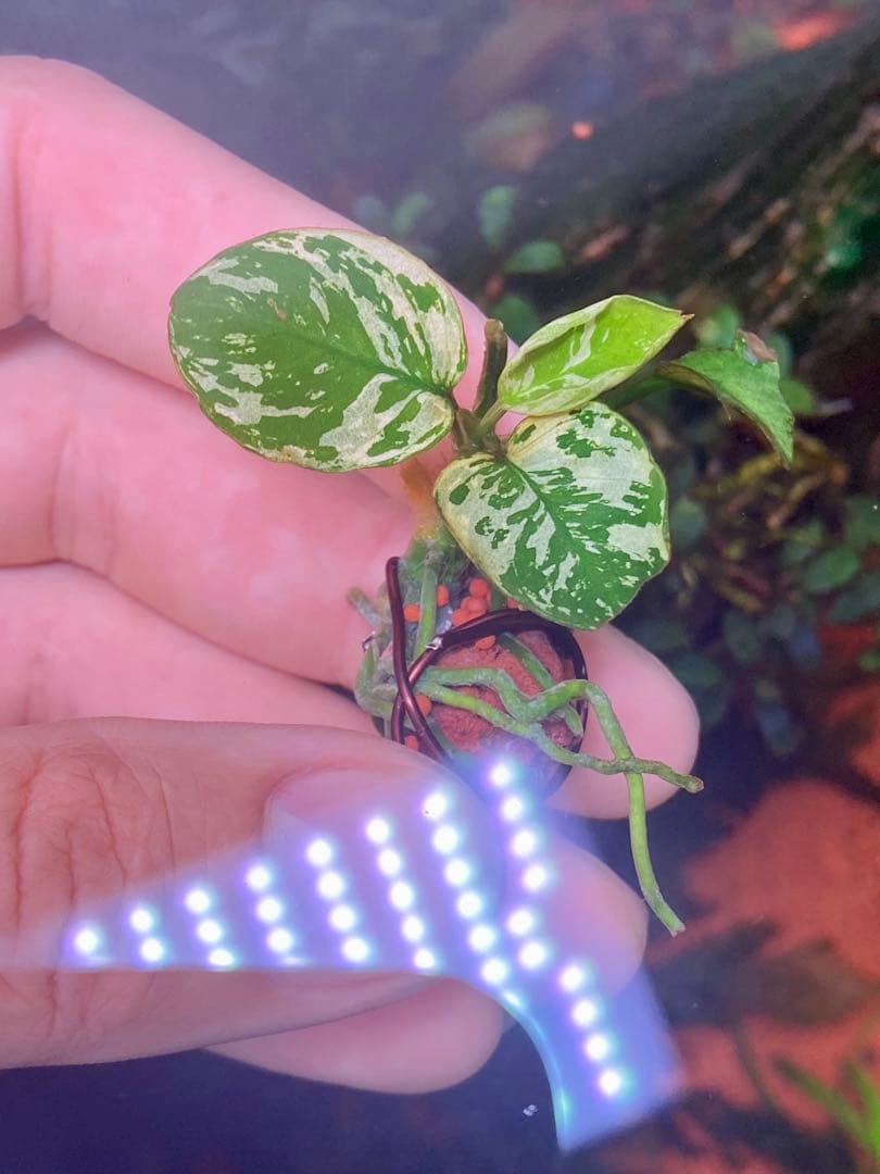 専用 アヌビアスナナ 斑入りキング 6株の通販はau PAY マーケット