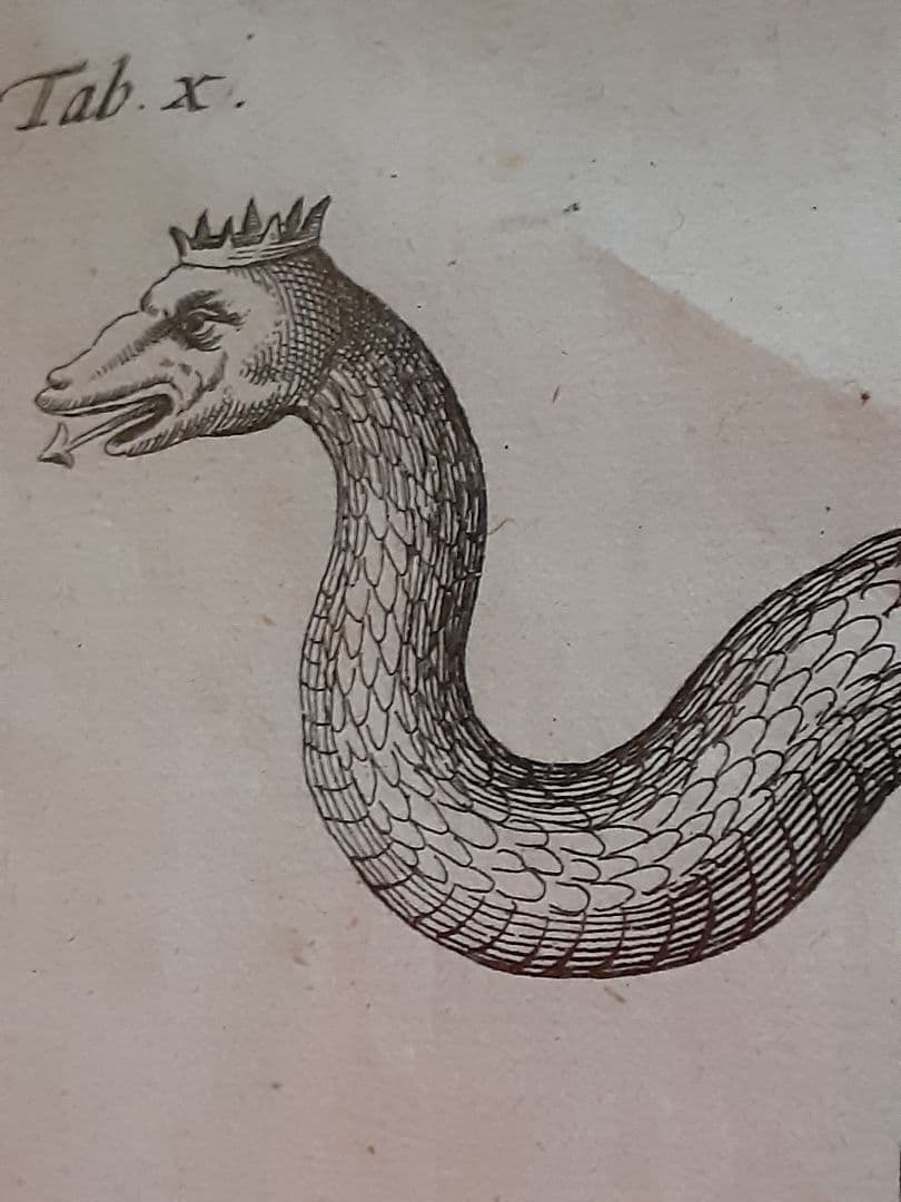 ヨンストンヒュドラ銅板画