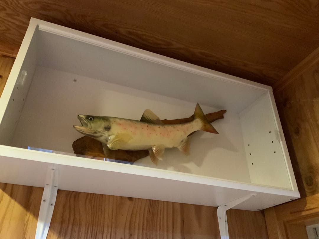 山女（天魚・アマゴ）の剥製380~90mm 尺オーバーsize…No1