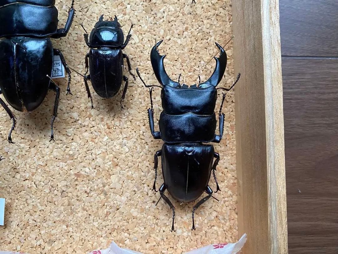 クワガタ多数大型標本