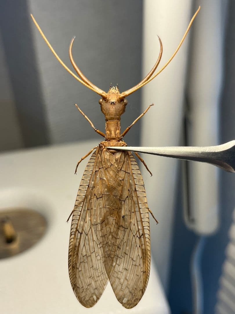 パルナシウス☆オートクラトールウスバ♂♀標本☆アフガニスタン産