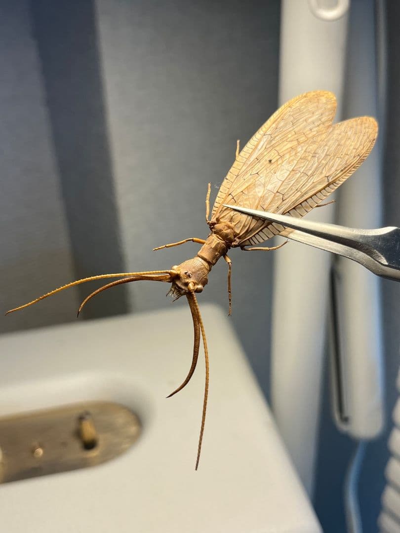 ♂】オオアゴヘビトンボ 奇蟲 タランチュラ ムカデ 標本 昆虫標本 蜻蛉