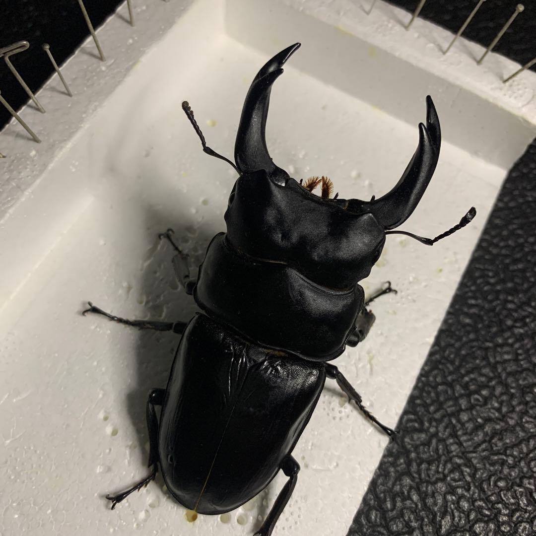 オオクワガタ 標本 死虫 能勢YG血統 脅威の88.8ミリ！