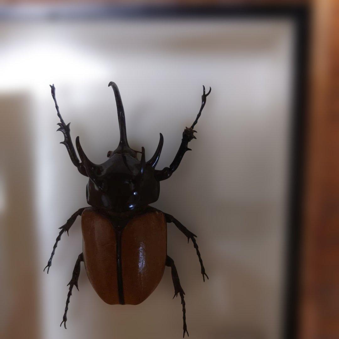 標本2 つ 5本ツノカブト、コーカサスオオカブト - メルカリ