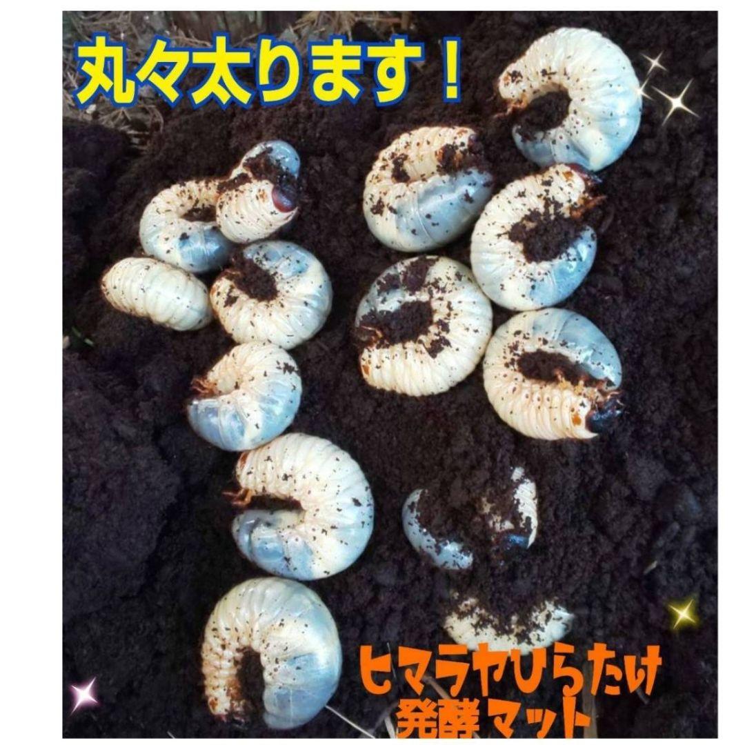 カブトムシ幼虫の餌、産卵に抜群！改良しました！発酵マット【たっぷり