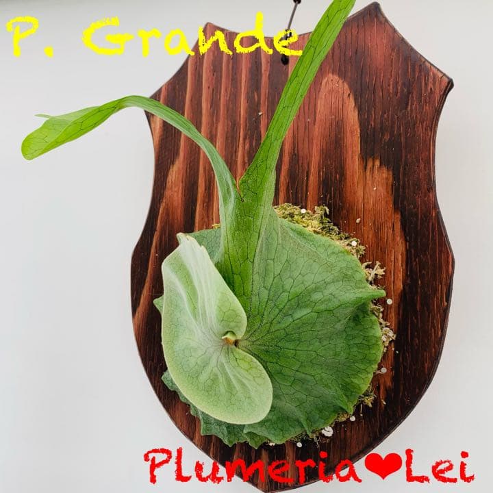 水中葉】ブセファランドラ sp.Black Wave【流木付き】