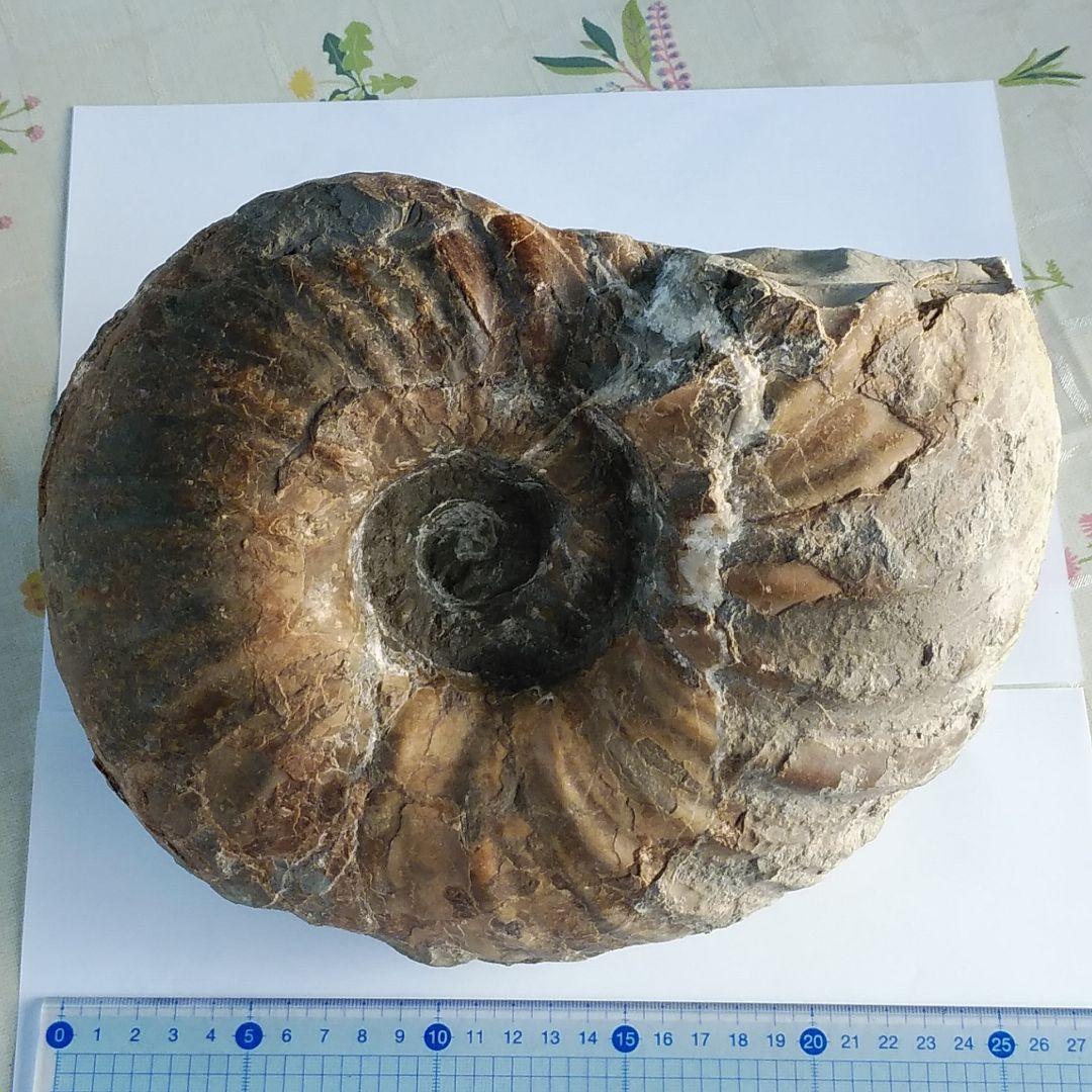 ユウパキディスカスSP クリアランス 北海道アンモナイト ユウパキ