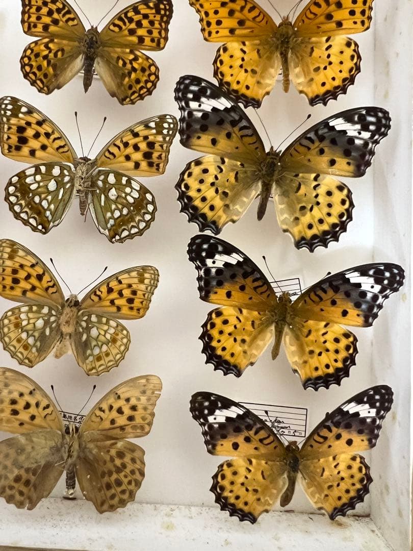 希少品。蝶の標本。超級美品。平成時代。自家蔵出し。珍貴標本。