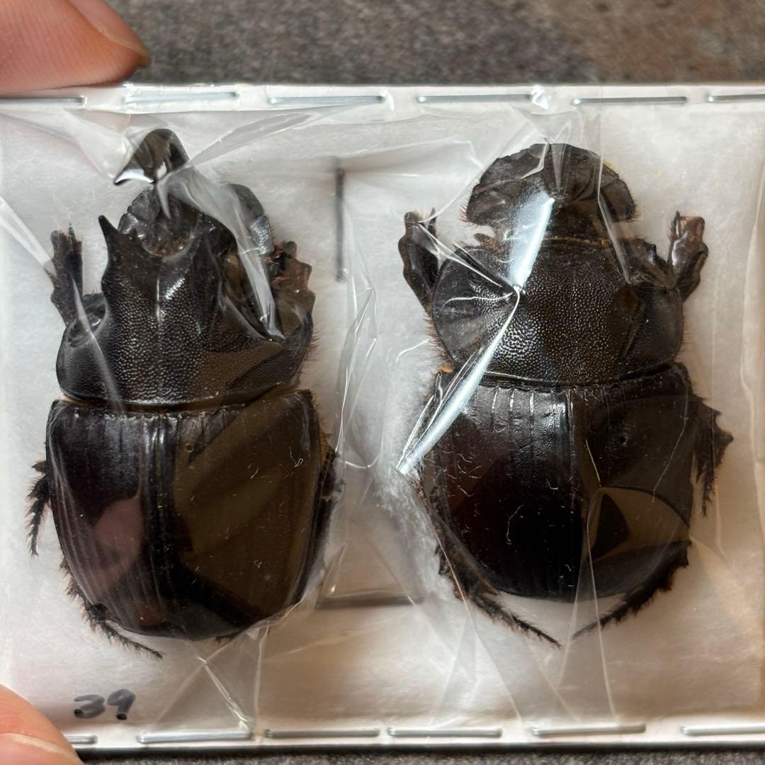 コスタリカ産 レスプレンデンスキンイロコガネ 21mm