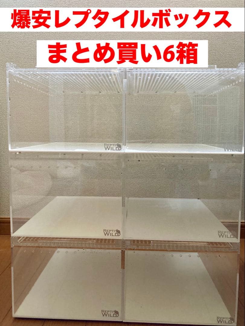 爬虫類 ケージ⑥