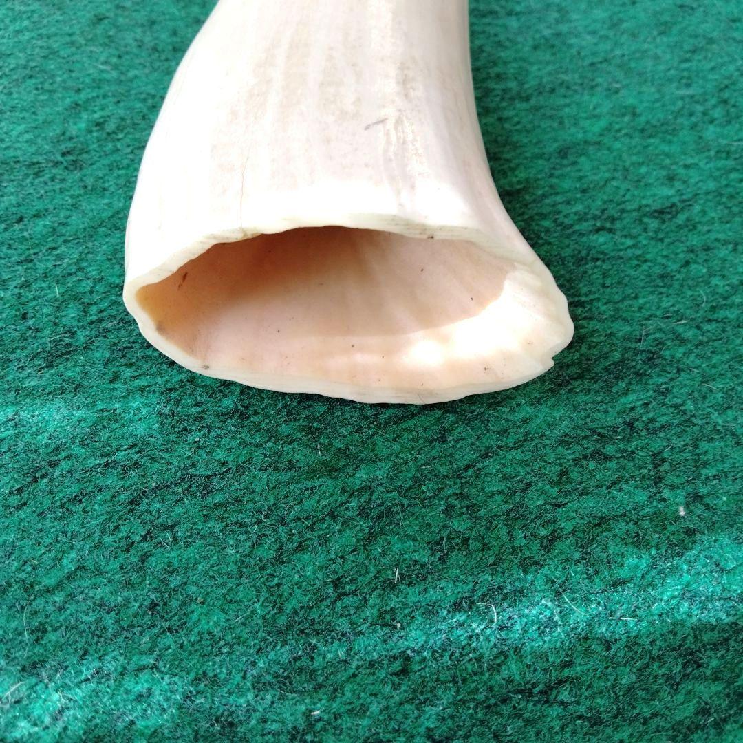 マッコウ鯨の歯 玉峰作 布袋様 【公式通販】 マッコウ鯨の歯 玉