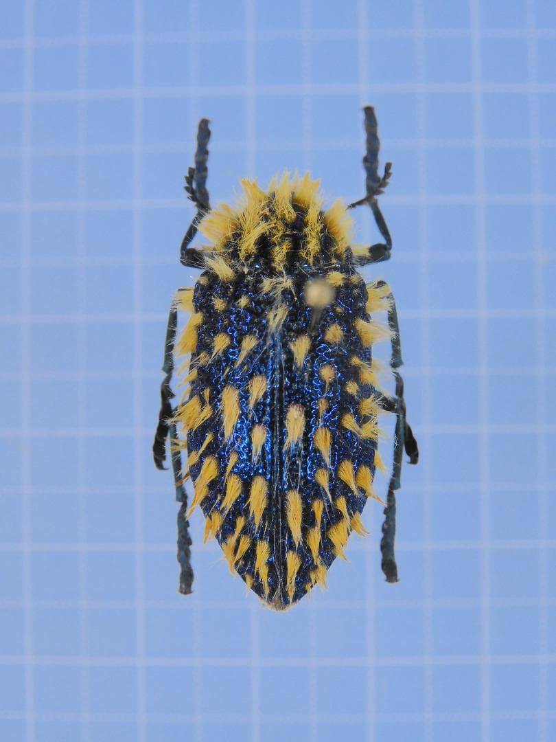 蝶の標本 熱帯ジャングルを舞う宝石(珍珍A)