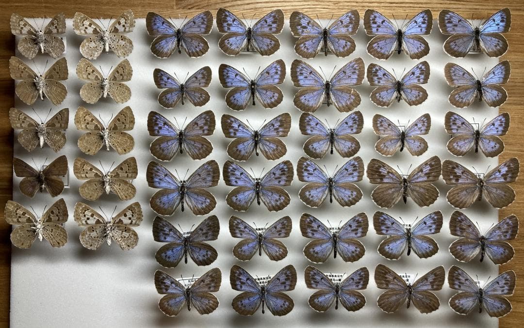 あ～ちゃん様 確認ページ 柚子の葉 無農薬 確認用ページ