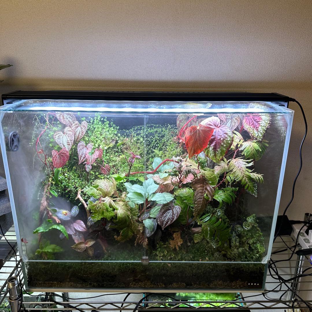 ☆パルダライト60 ☆ ADA DOOA パルダライト60 SYSTEM PALUDA