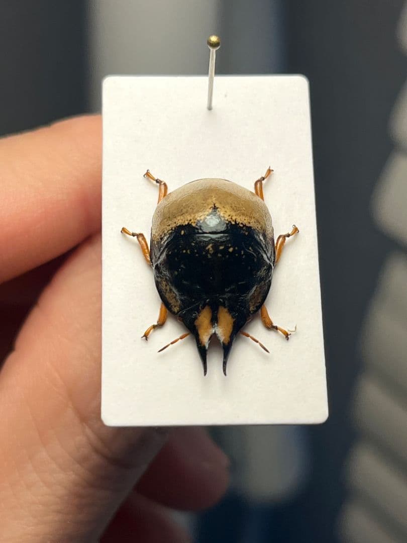 ♂】クワガタマルカメムシ 昆虫標本 ゾウムシ ハムシ フンチュウ