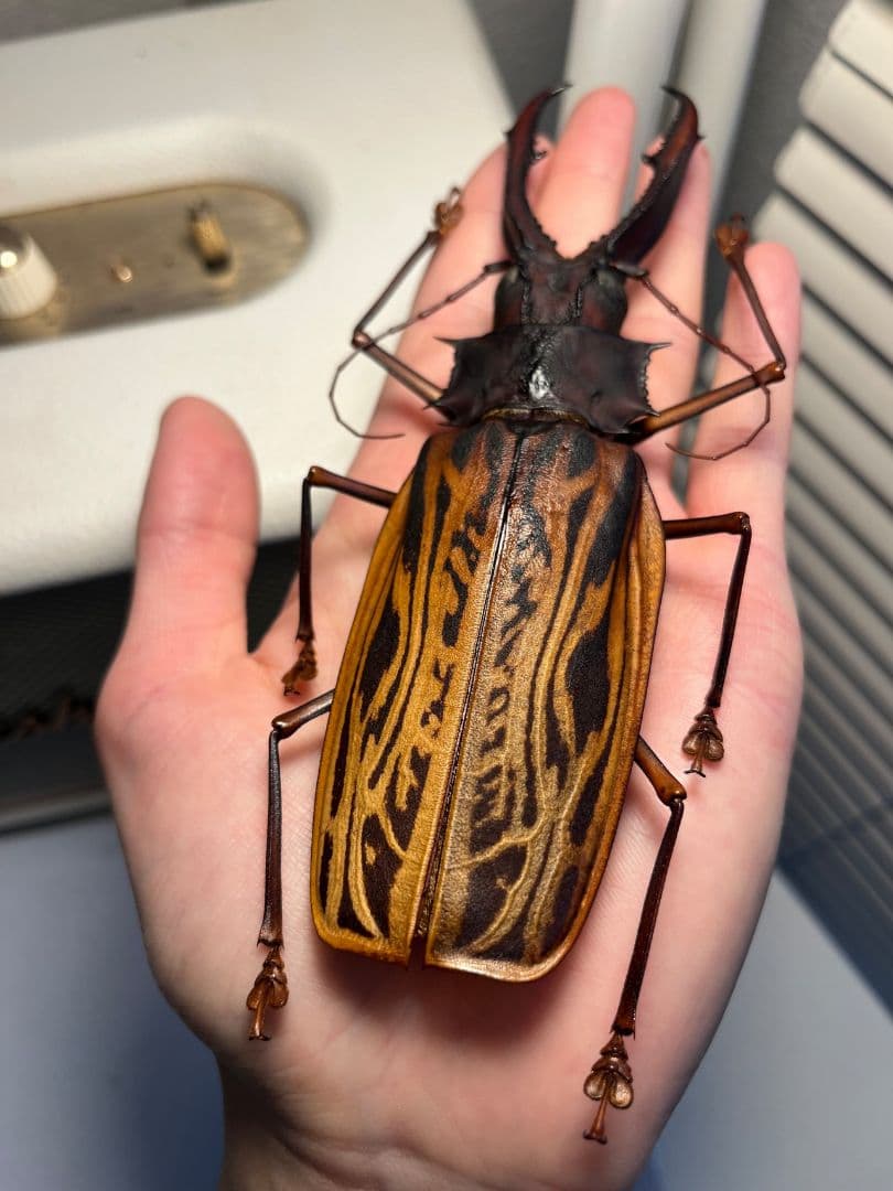 155mm程】オオキバウスバカミキリ標本 Macrodontia 昆虫標本 - メルカリ