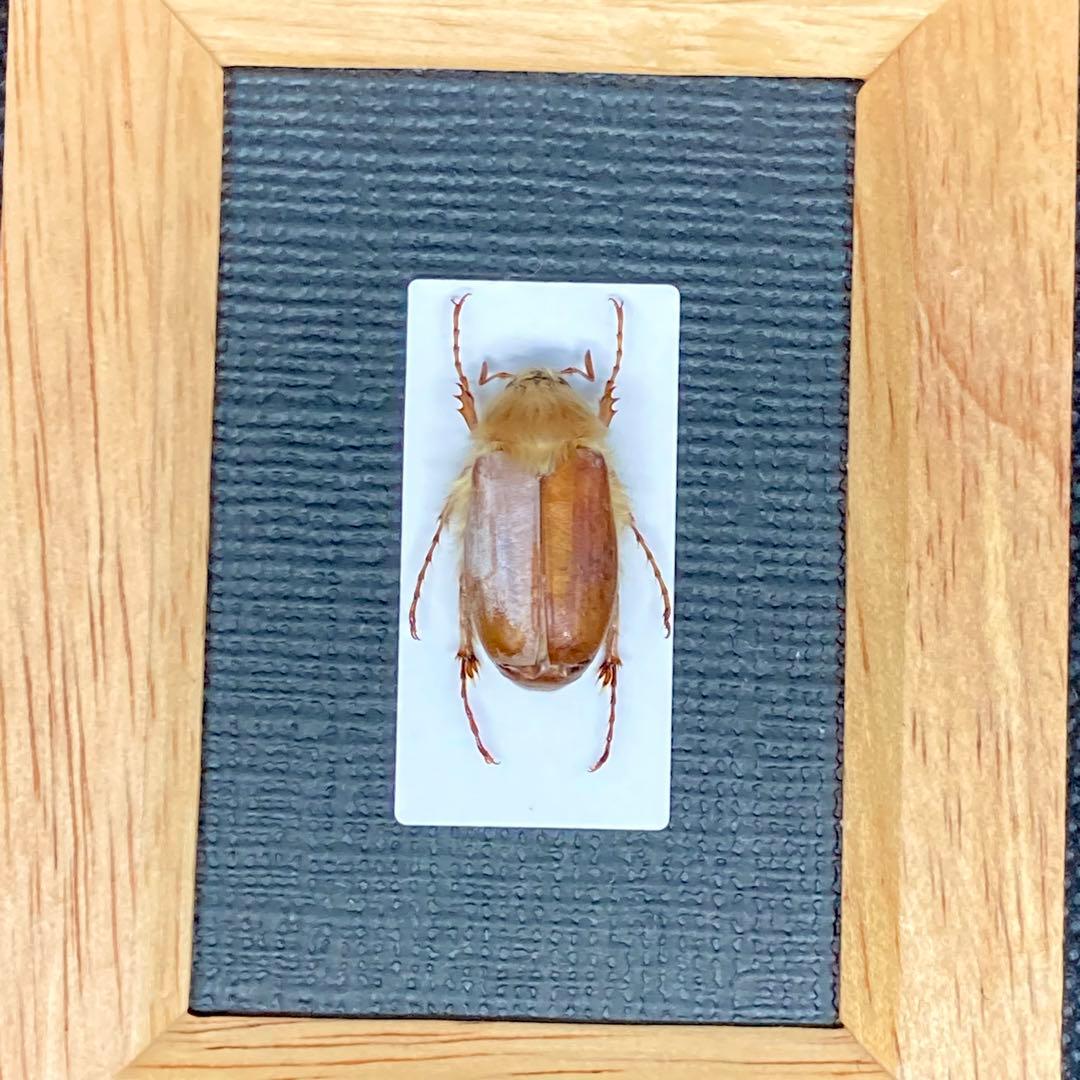 モフモフの立て髪のゴリラコガネ③【標本】 - メルカリ