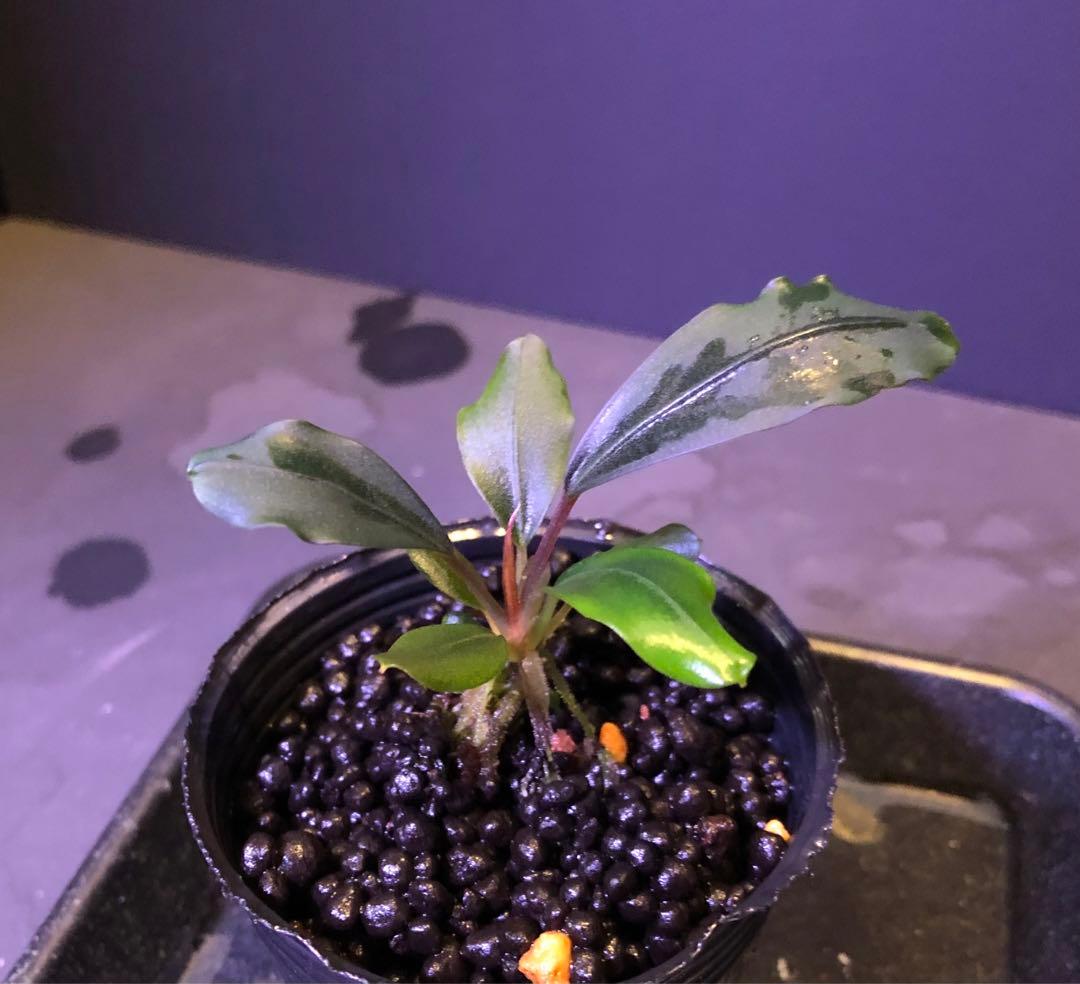 陰性水草の王様的存在【ブセファランドラ】motleyana Padawan