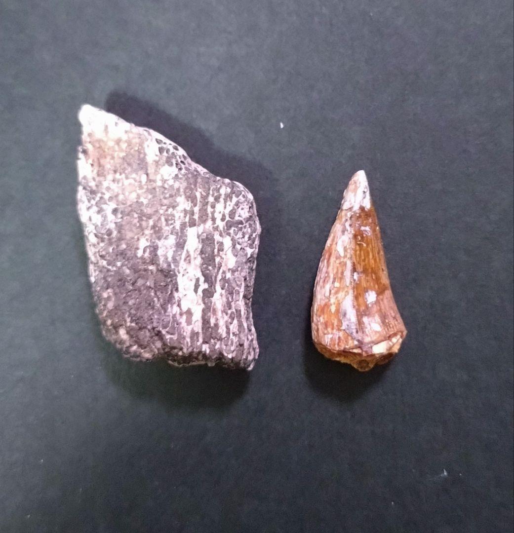 激レア】化石 フィトサウルス類レドンダサウルスの歯と装甲セット 大