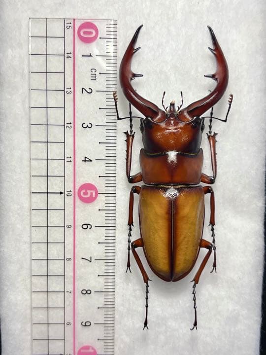 ☆特大トカラノコギリ ♂標本 - メルカリ