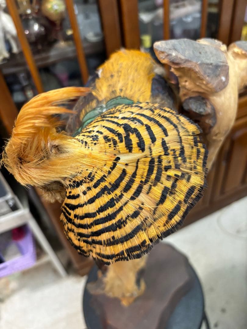 キジの 剥製 木製 の台座 鳥の置物 高さ約71cm 大特価激安