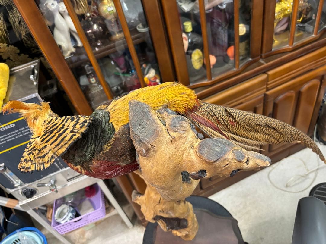 キジの 剥製 木製 の台座 鳥の置物 高さ約71cm 大特価激安