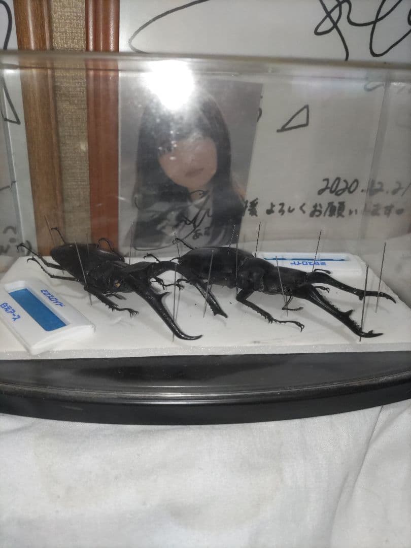 真作】東福寺塔頭 西部文浄 一行書「楓葉経霜紅」紙本 掛軸 茶掛 MA971