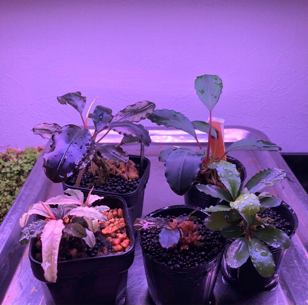 陰性水草の王様的存在【ブセファランドラ】新春SALE 1セット限定